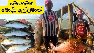 විනඩි 30 යි ගල් මලු 6 දෙනයි 25kg FISHTv1129 [upl. by Ahtar542]