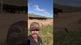 Modern Day Cowboy trains the cattle to follow him Buy grassfed Beef at cartercountrymeatscom buy [upl. by Amasa507]