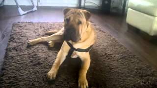 my shar pei x mastiff 9 months old [upl. by Pacificas]