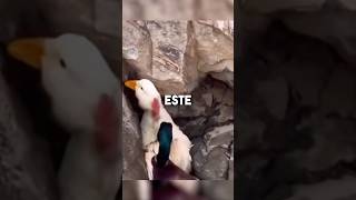 ¡ESTE PATO ERA RECHAZADO POR TODOS PERO😲😨 reflexiones animales historiareal respetoanimal [upl. by Nyla]