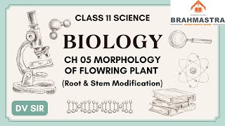 LEC 06  CH 05 MORPHOLOGY OF FLOWERING PLANT  Root amp Stem Modification [upl. by Ocin]