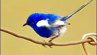 Whitewinged Fairywren seen along the Devon Park Boundary Road [upl. by Elorak]