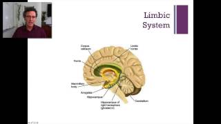 Lecture 3 Subcortical Regions [upl. by Macrae10]