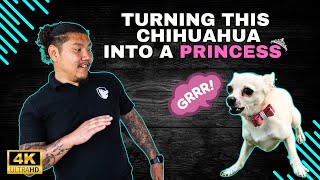 Turning A Feisty Chihuahua Into A Perfect Pup Mastering Reactivity [upl. by Redleh905]