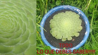 🌼AEONIUM TABULIFORME 🌼 CUIDADOS y REPRODUCCIÓN Tips y consejos🤩 [upl. by Annaeel391]