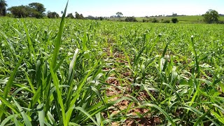 Brachiaria marandu 1 mês após o plantio [upl. by Yelsna]