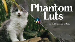 The BEST Luts I’ve Ever Used  Phantom Luts Review amp Sample Footage [upl. by Corvese]