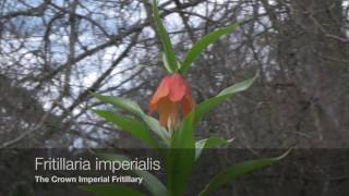 Fritillaria species and Varieties [upl. by Yc852]