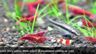 Freshwater Shrimp Aquarium [upl. by Leirbag]