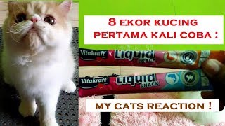 Reaksi kucing pertama kali mencoba VITAKRAFT Liquid Snack [upl. by Oscar306]