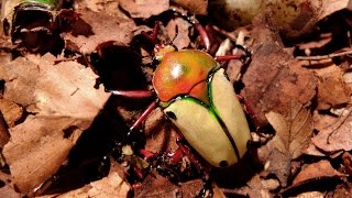 Eudicella euthalia hereroensis  Rosenkäfer  Flower Beetle [upl. by Hanahs325]