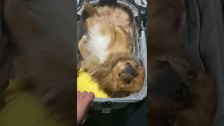 pets pekingese dogs dog funny videofunny dogsfunny [upl. by Saloma]