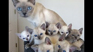 Tonkinese Cat and Kittens  Too Cute and Friendly Breed [upl. by Dougald]