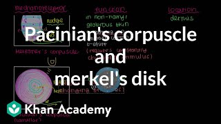 Pacinians Corpuscle and Merkels Disk  Integumentary system physiology  NCLEXRN  Khan Academy [upl. by Jaclin110]