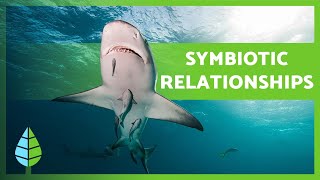 What is SYMBIOSIS 🐠🦐 Mutualism Commensalism Parasitism  EXAMPLES 🐦 [upl. by Waters]