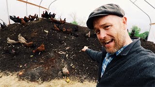 How Karl Hammer Feeds 600 Chickens Without Grains [upl. by Nitram297]