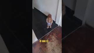 perros 1kcreators mascotas actors humor animalitos cachorros 500subs cocker comedia [upl. by Aneram]