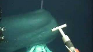 Big whale came very close under a ROV operation [upl. by Iaoh]