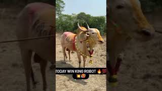 Robot win 🏆 cow bullock bullocks horsefan bulllove farming bullockride horseenthusiast [upl. by Reace]