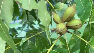 Pecan scab and leaf eating pest observations [upl. by Marciano]