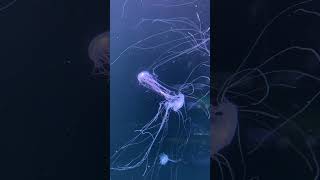 Jellyfish Can Live Happily Without Brain jellyfish jellyfishes jelly [upl. by Finnigan]