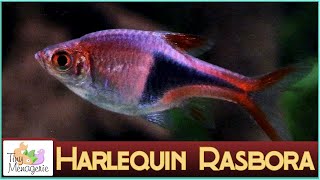 All About Harlequin Rasbora Pretty in Pink Nano Fish [upl. by Filahk]