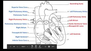 Biology 20 Labelling the Heart [upl. by Nev731]