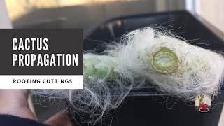 How to Propagate Cactus through Cuttings  Opuntia Snow [upl. by Karon]