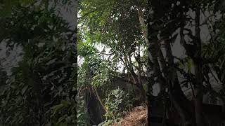 നെല്ലിക്ക viral treehouse treeoflife nellikkaachar nellikai malayalam fruits arogyasri [upl. by Yrrac6]