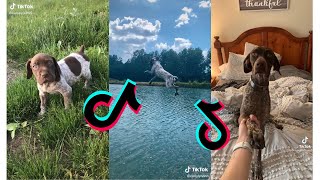 😍 Cutest German Shorthaired Pointer😂 Funny and Cute German Pointers Puppies and Dogs Videos [upl. by Kiryt]