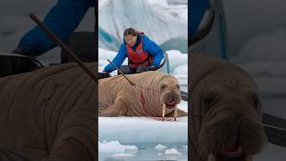 A bear cub pleads with a sailor to save his mother a bond of love and hope unfolds animals [upl. by Adnyleb312]