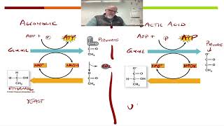 Kolehmainen AP Bio Anaerobic Notes [upl. by Gyatt]