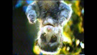 Hostess Twinkies Snack Cake Opossum Truck TV Commercial [upl. by Eeresid787]