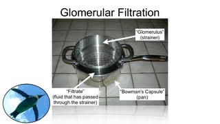 The Nephron Glomerular Filtration [upl. by Bulley]