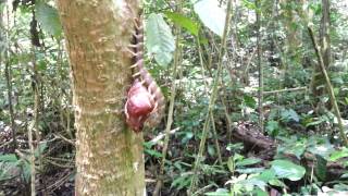 Panay Giant Centipede Scolopendra cf subcrustalis [upl. by Llenad]