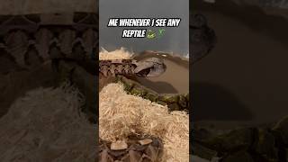 Can I pet that dawg⁉️🤯 shorts animals reptiles snake pets trending cute wildlife [upl. by Alaham]