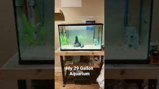 My 29 Gallon Aquarium [upl. by Schlosser]