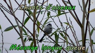 MESANGES LONGUE QUEUE petits cris et chant [upl. by Trilbi]