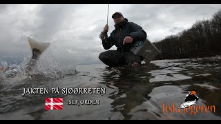 Sjøørretfiske Isefjorden Danmark quotJakten på sjøørretenquot  Fiskejegeren Production 4K [upl. by Noiraa]