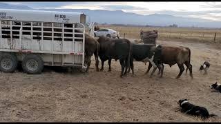 Loading Bucking Bulls in the Big Bend Trailer with Satus Jet Brodey Bear and Brick [upl. by Yila]