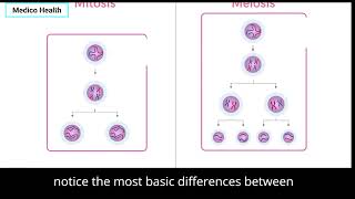 Difference between Meiosis and Mitosis Mitosis Meiosis CellDivision Biology ScienceGenetics [upl. by Bobby]