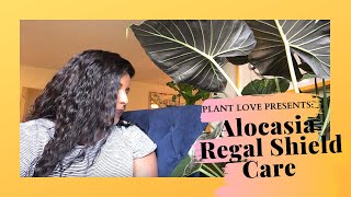 ALOCASIA REGAL SHIELD CARE [upl. by Correna]