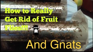 How to Really Get Rid of Fruit Flies and Gnats Really Infestation [upl. by Nicole]