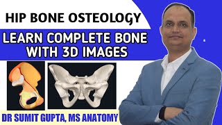 HIP BONE OSTEOLOGY [upl. by Alicec]