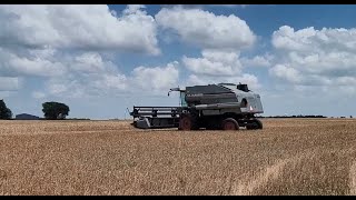 2024 Wheat Harvest with our N6 Gleaner Combine [upl. by Nikolai609]