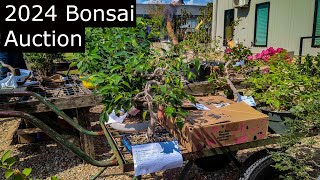 2024 Bonsai Auction Great material [upl. by Meridith516]