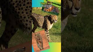 Cheetahs Are NOT Big Cats🐆🐆🐯animals animalfacts shorts [upl. by Augustine]