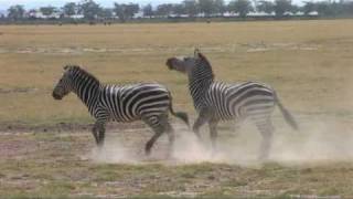 amboselli  zebra stallions fighting [upl. by Karilynn]