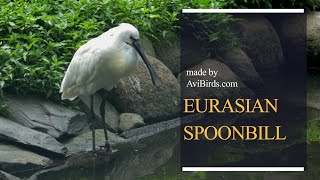 Eurasian Spoonbill Platalea Leucorodia [upl. by Moses903]