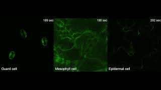 RealTime Imaging of Ca2 Signals in Guard Mesophyll and Epidermal Cells Upon Exposure to Z3HAL [upl. by Johns]